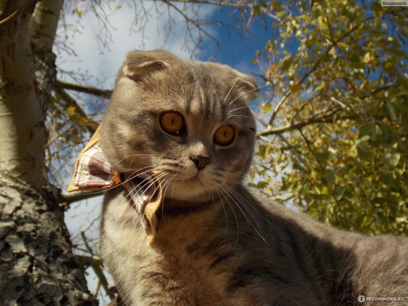 Кошка метит