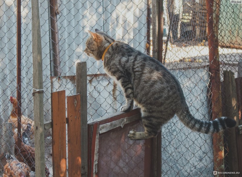 Стерилизация кошки Чернушка
