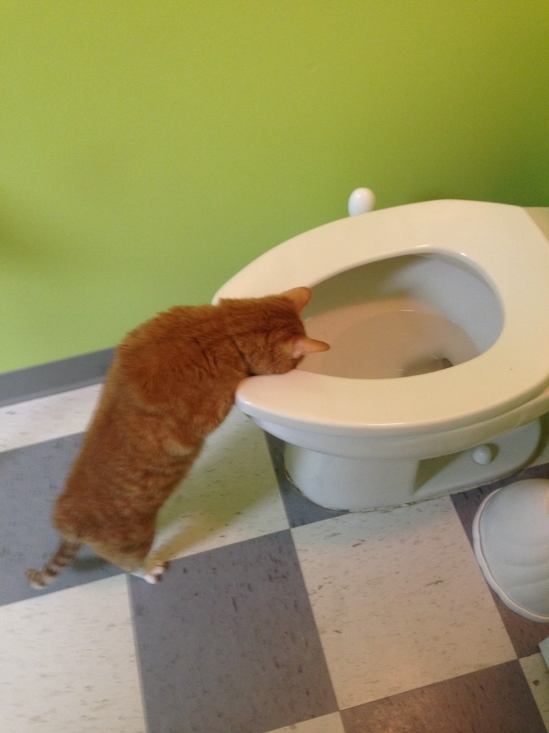 Лоток для кота