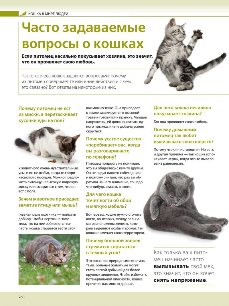 Кошка метит территорию