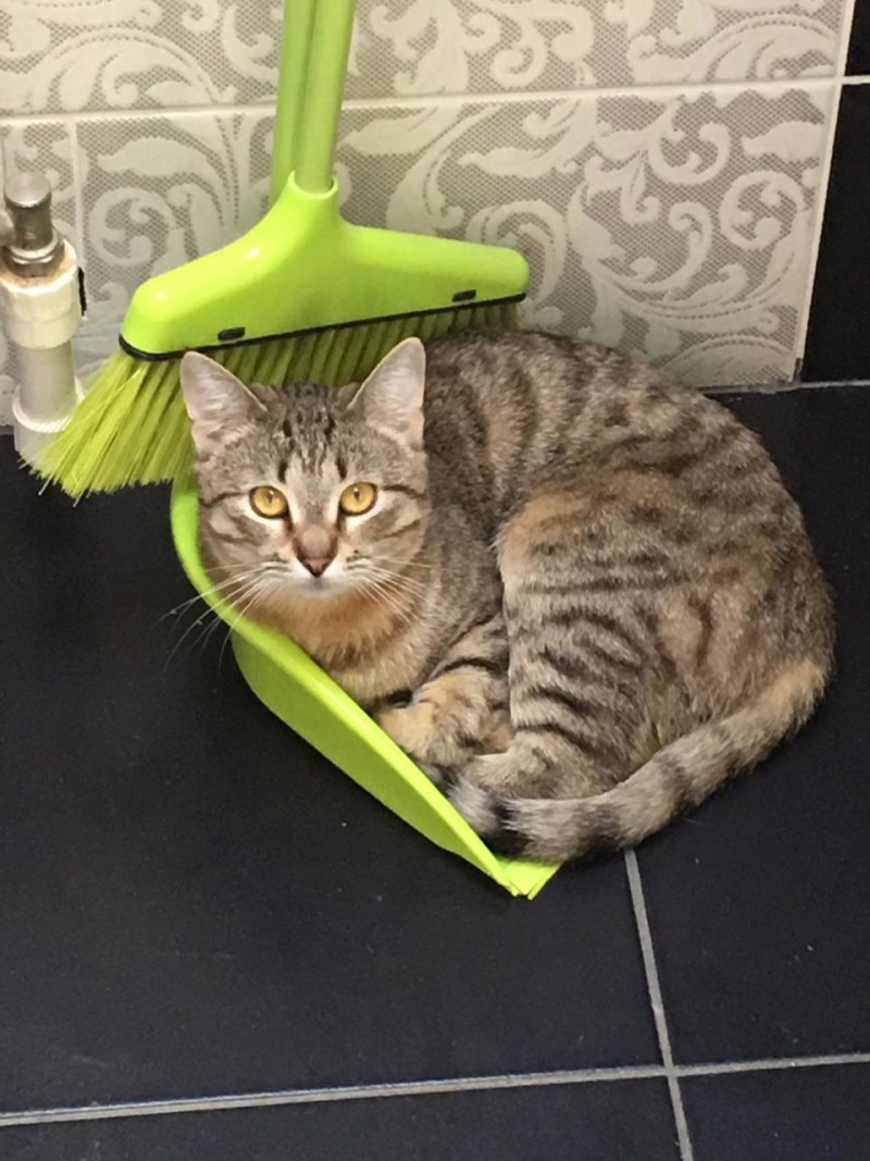 Отвадить котов от участка