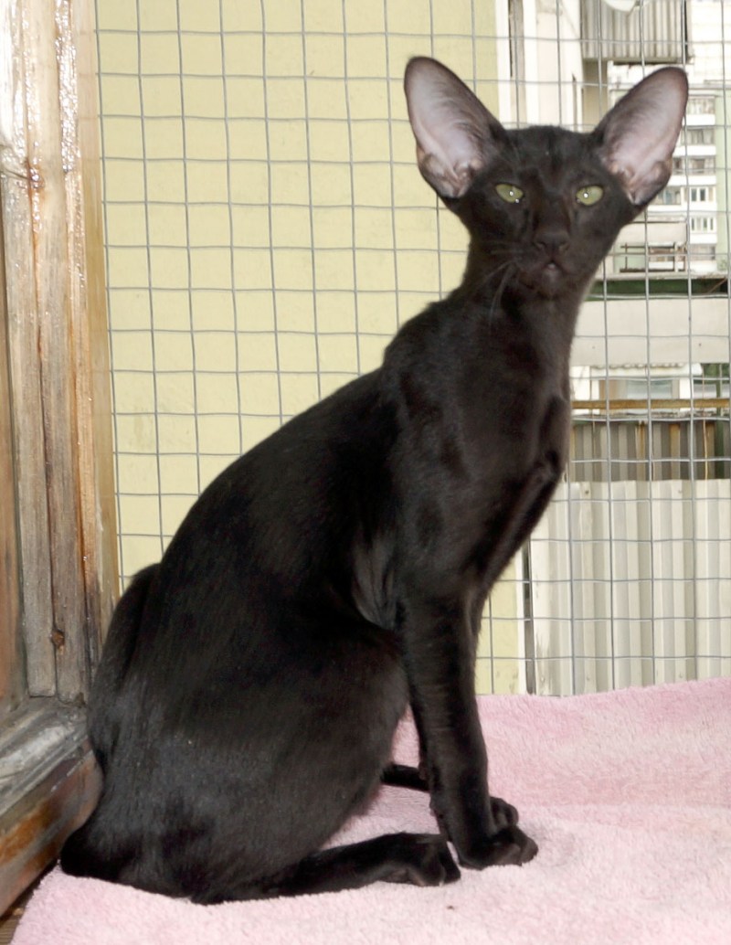 Кот какает в лоток
