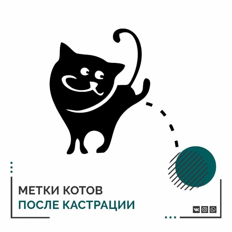 Кот метит территорию