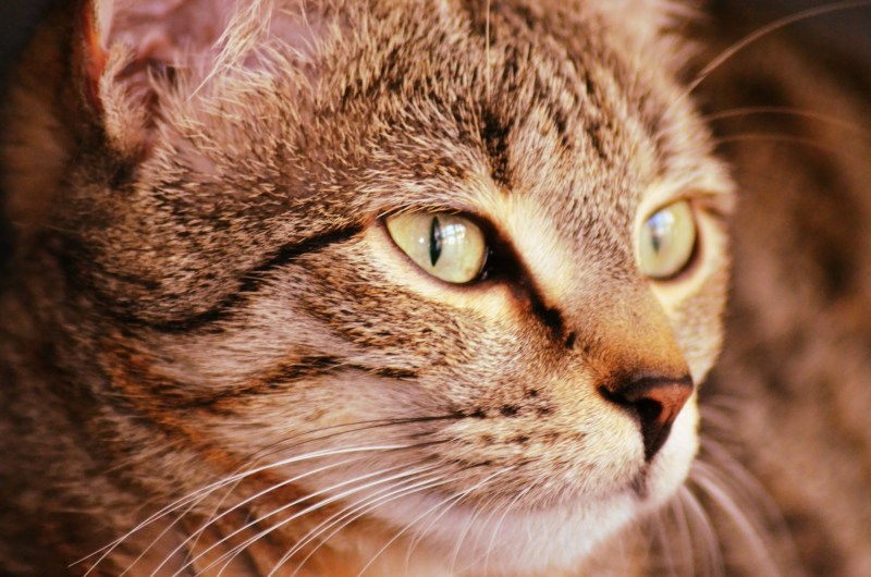 Морда кота