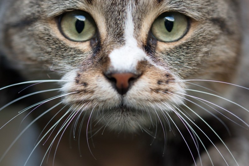 Морда кота
