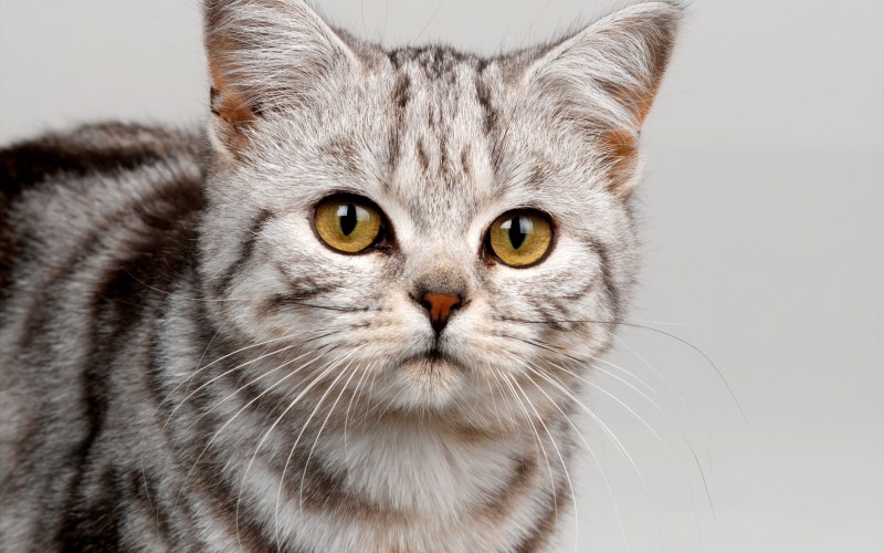 Шотландский вислоухий кот вискас