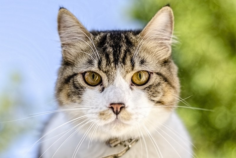 Кошка анфас