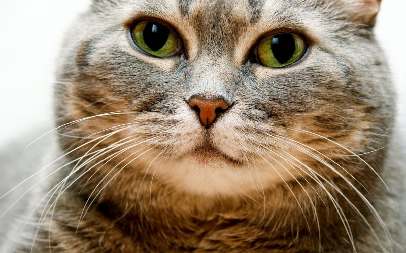 Морда кота