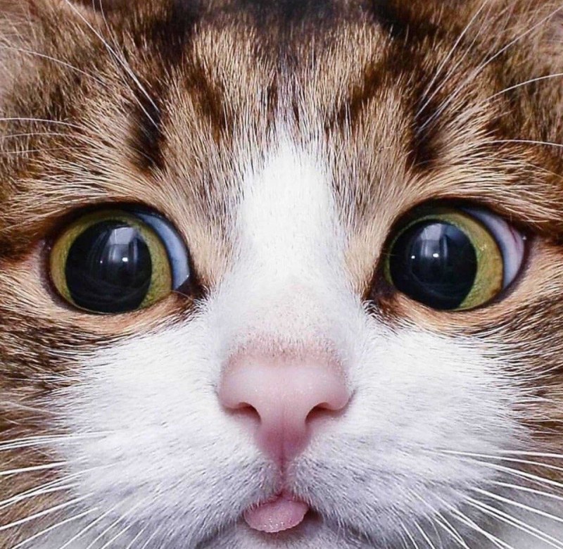 Смешные морды котов