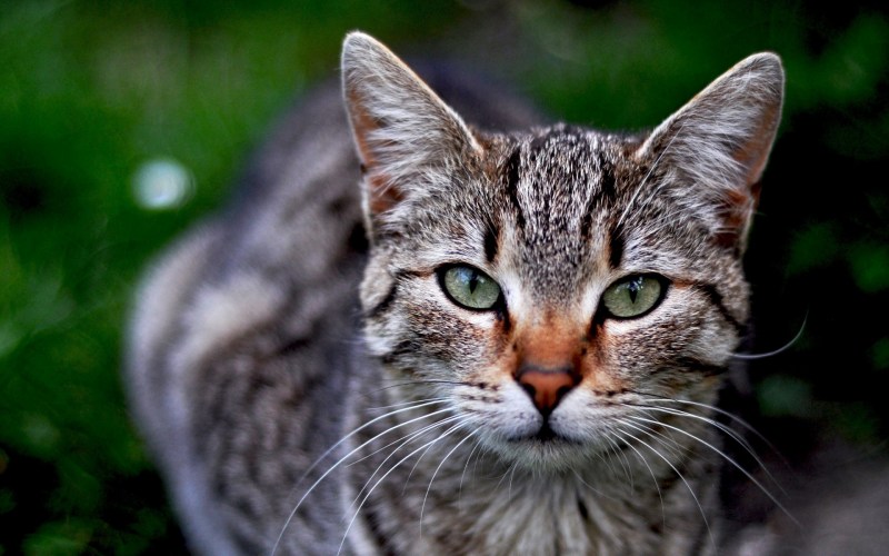 Морда кота