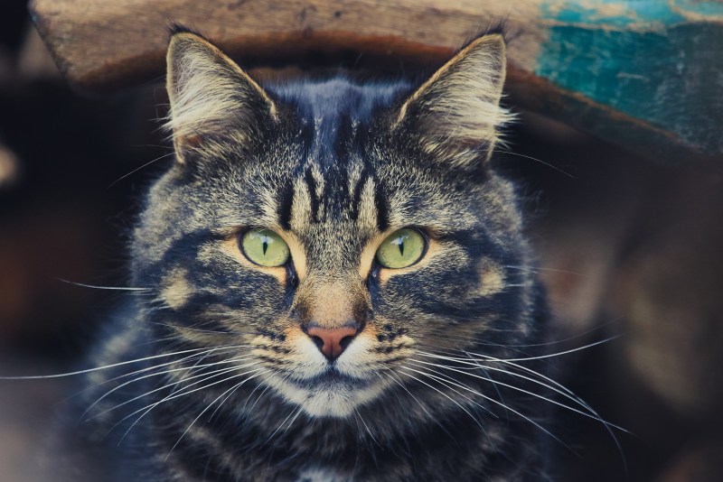 Морда кота