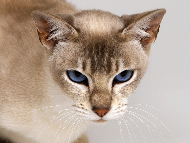 Красивые коты