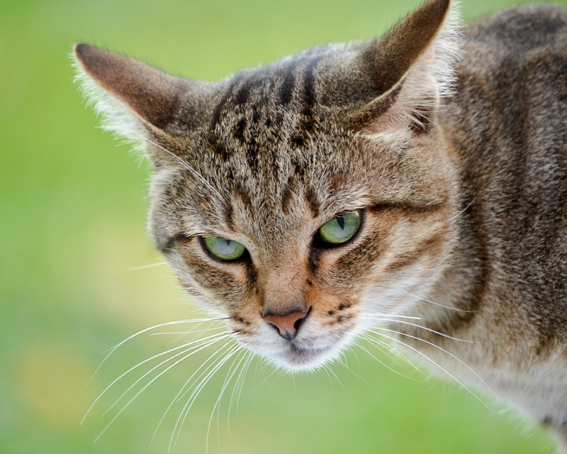 Морды котов
