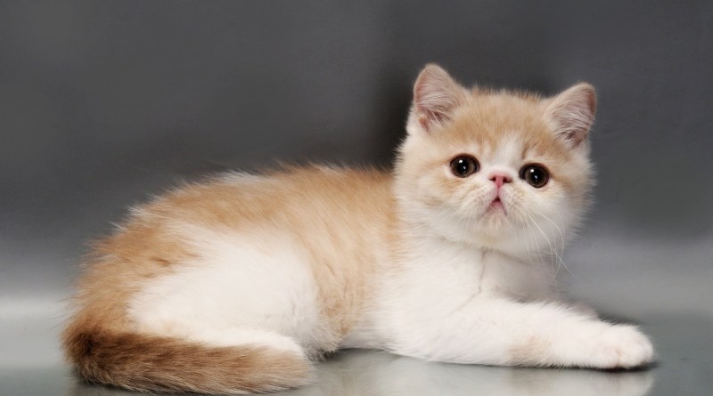Экзот кошка
