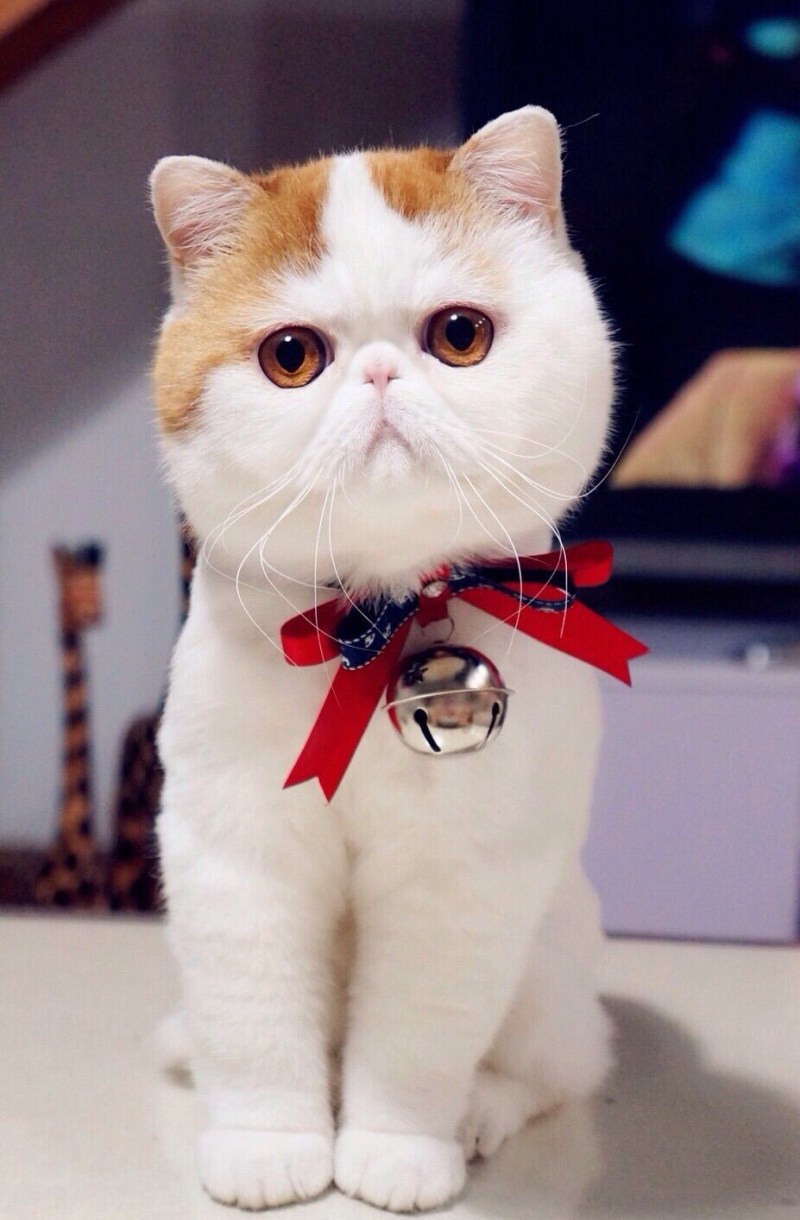 Экзот кошка