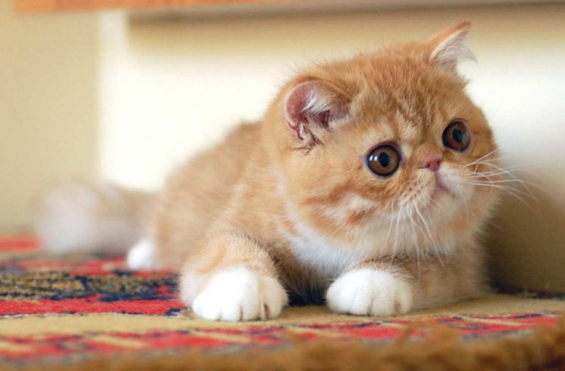 Кошки экзоты короткошерстные