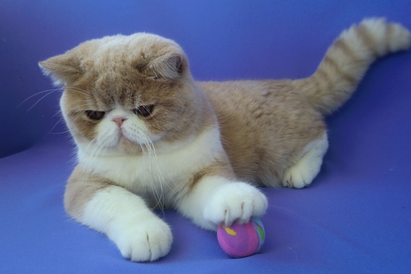 Экзотическая кошка (кот экзот)