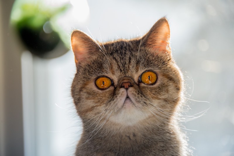 Коты экзоты Снупи