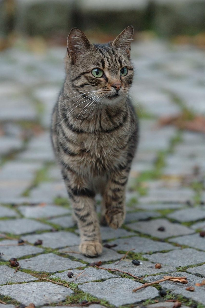 Табби кошка