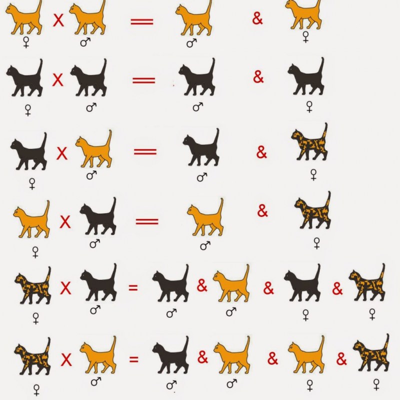 Наследование кошачьего окраса