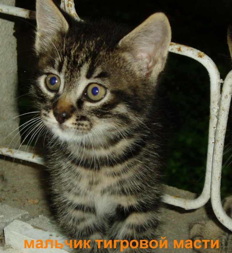 Необычная масть кошки