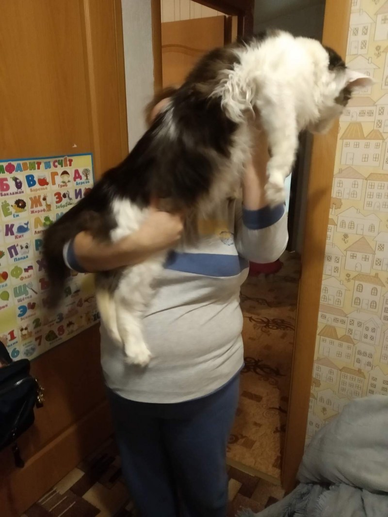 Стрижка черного Мейн куна