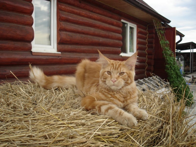 5 Стадий взросления Мейн куна