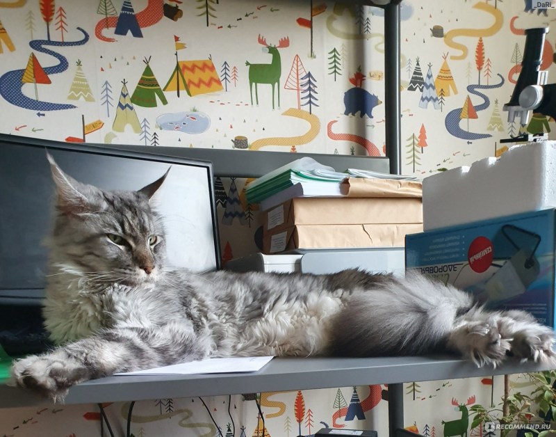 Мейн кун с другими кошками