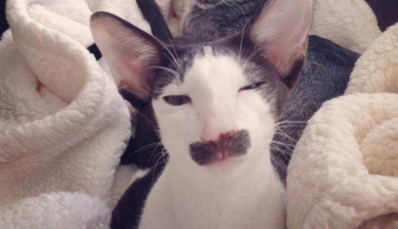 Накрашенные коты