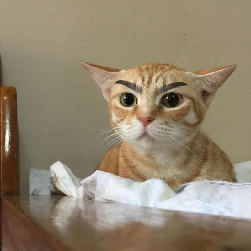 Кот со смешными бровями