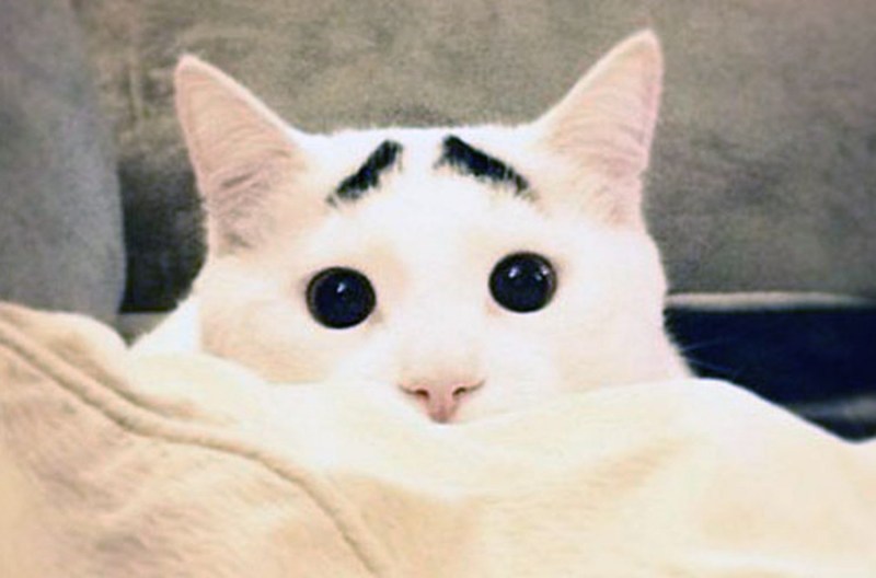 Котик с бровями