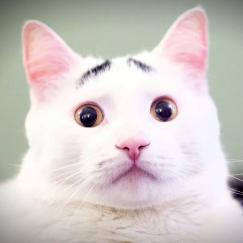 Накрашенная кошка