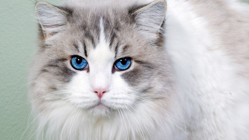 Белый персидский кот