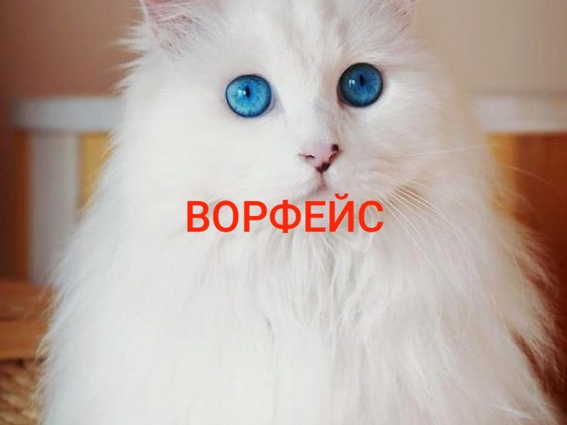 Сибирская ангорская кошка