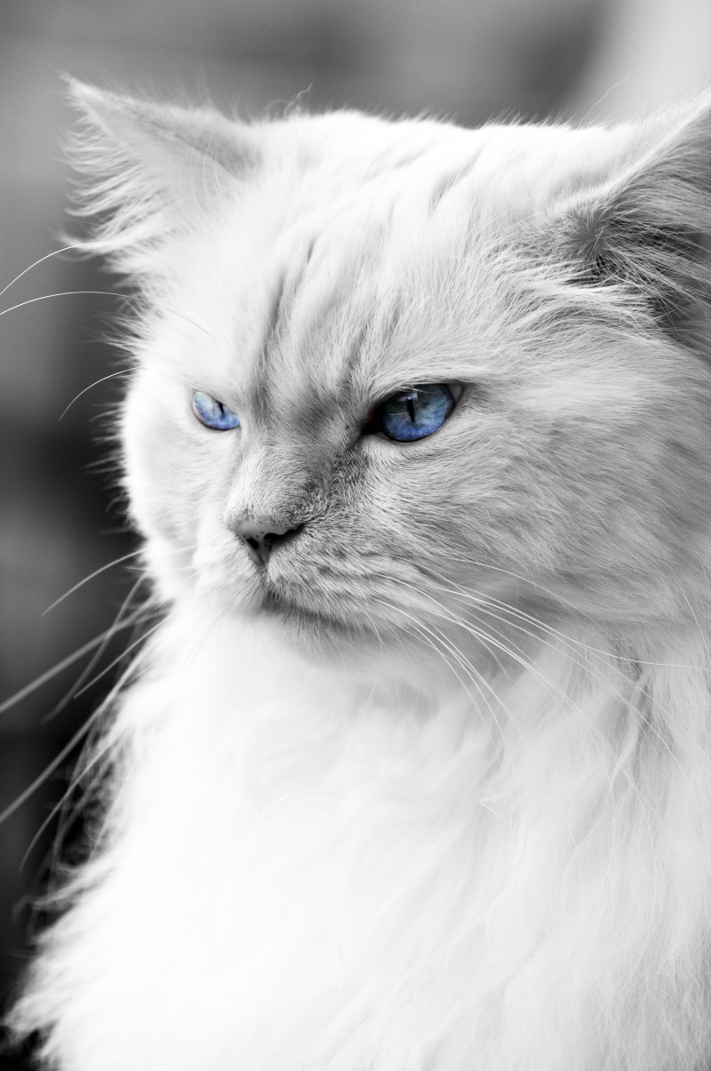 Белая Персидская кошка Королева