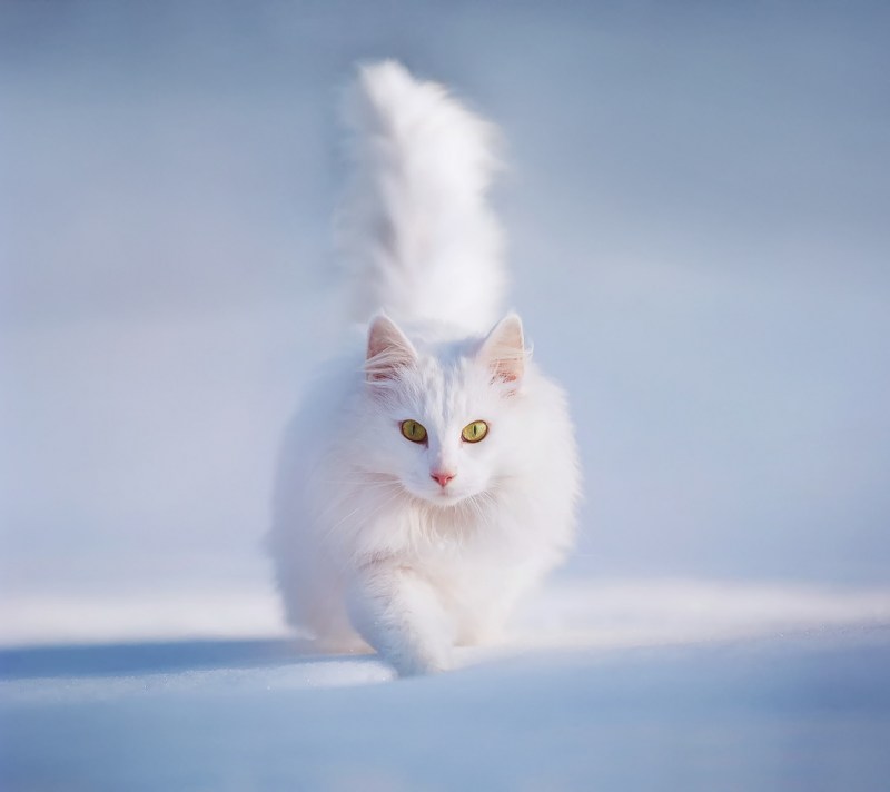 Белый кот
