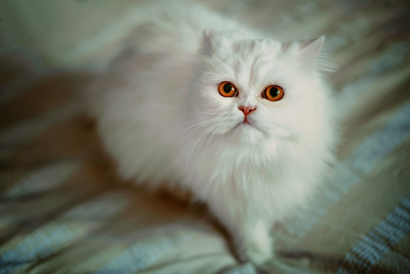 Персидская кошка с голубыми глазами
