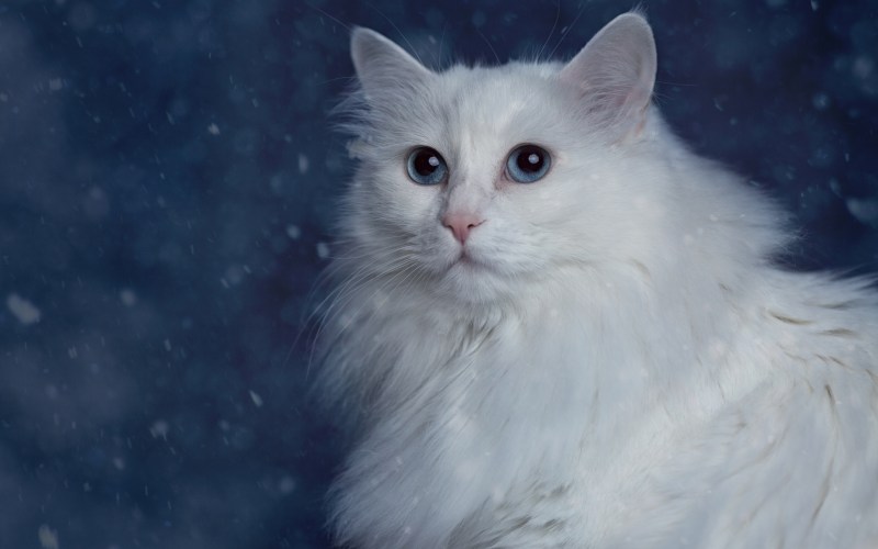 Персидская ангора кошка