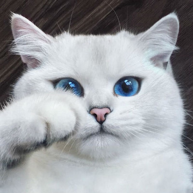 Белый пушистый котенок