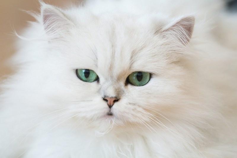 Персидская кошка белая