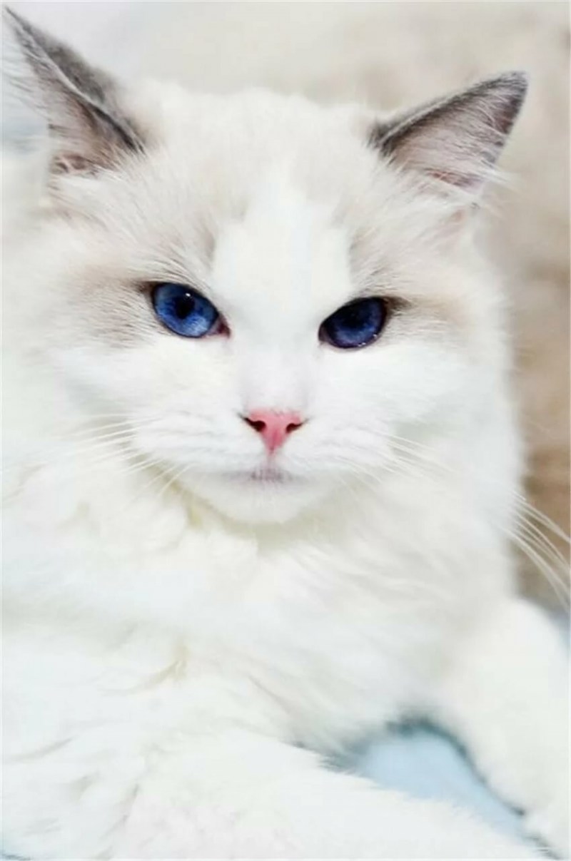 Белый котик