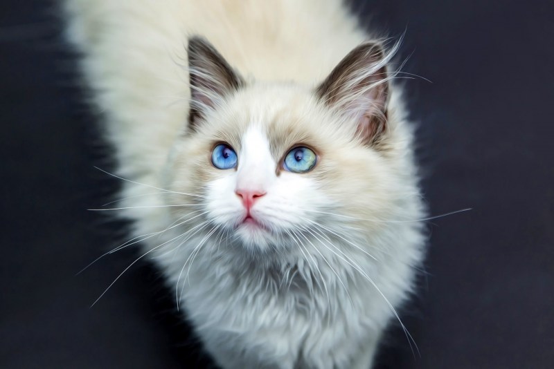Белая кошечка