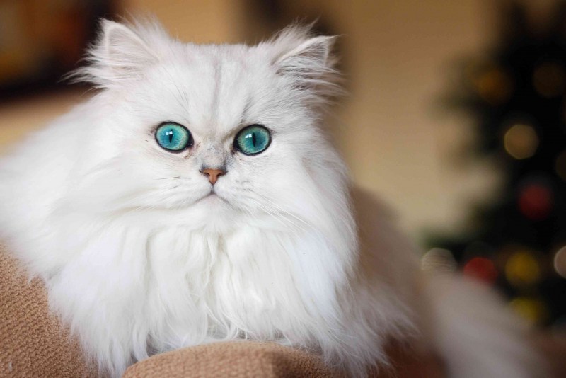 Кошка белая