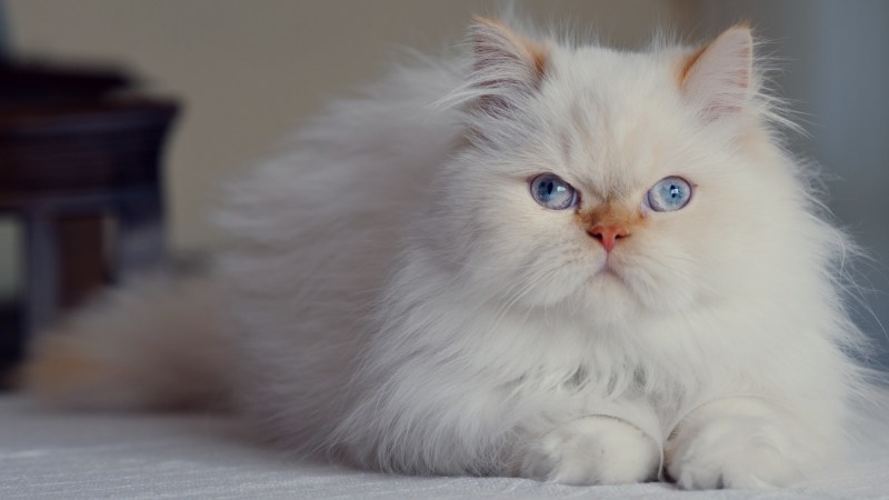 Белый котенок