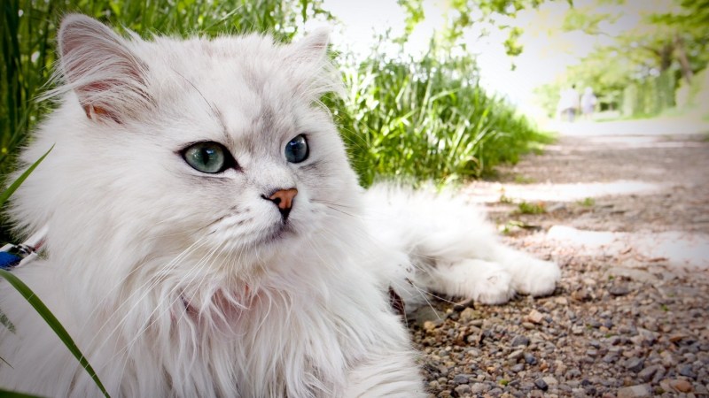 Персидская кошка альбинос