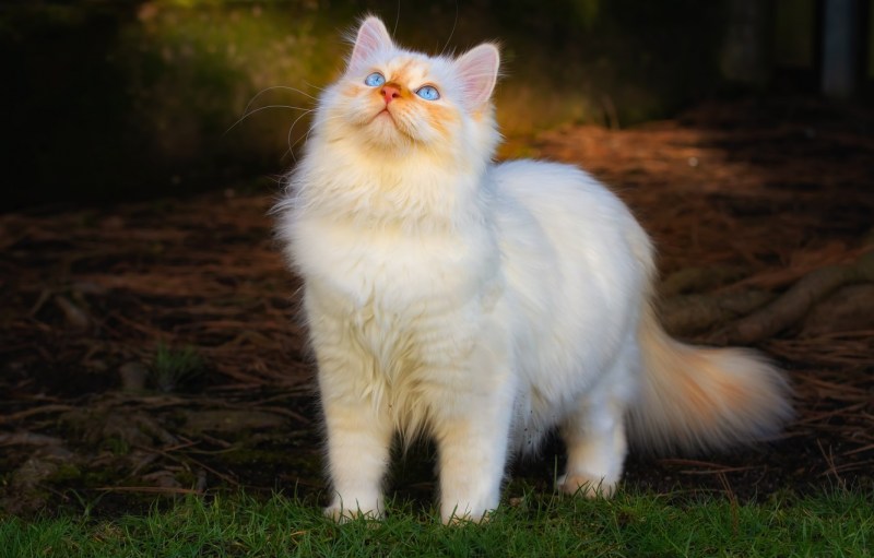 Белый котенок