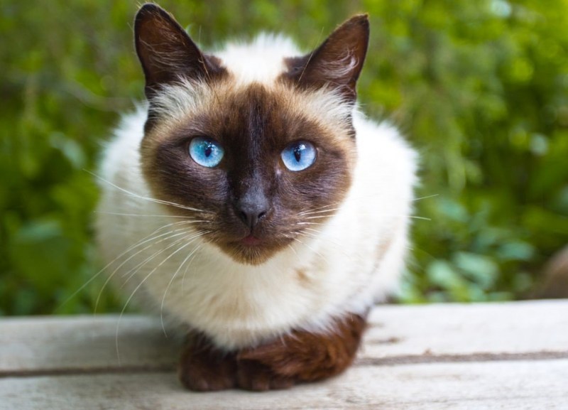 Коты сиамской породы