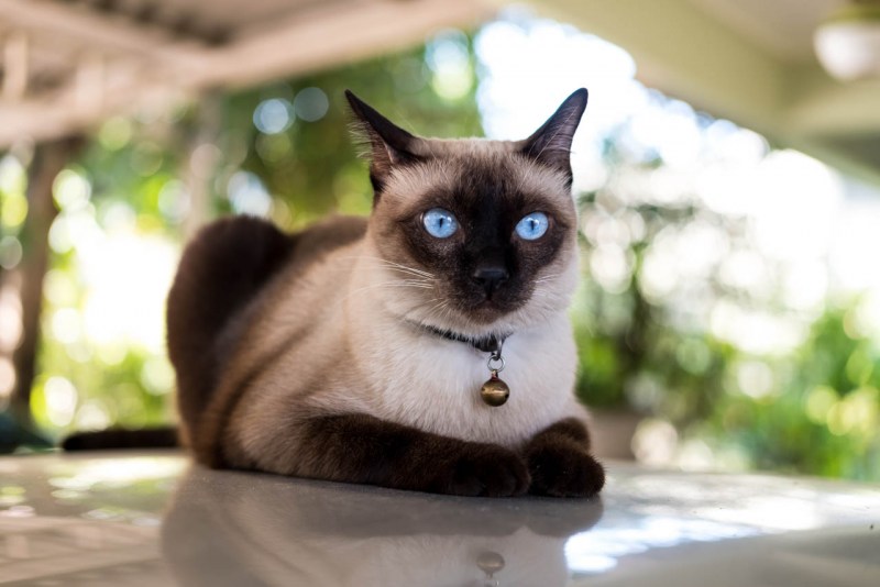 Сиамская кошка