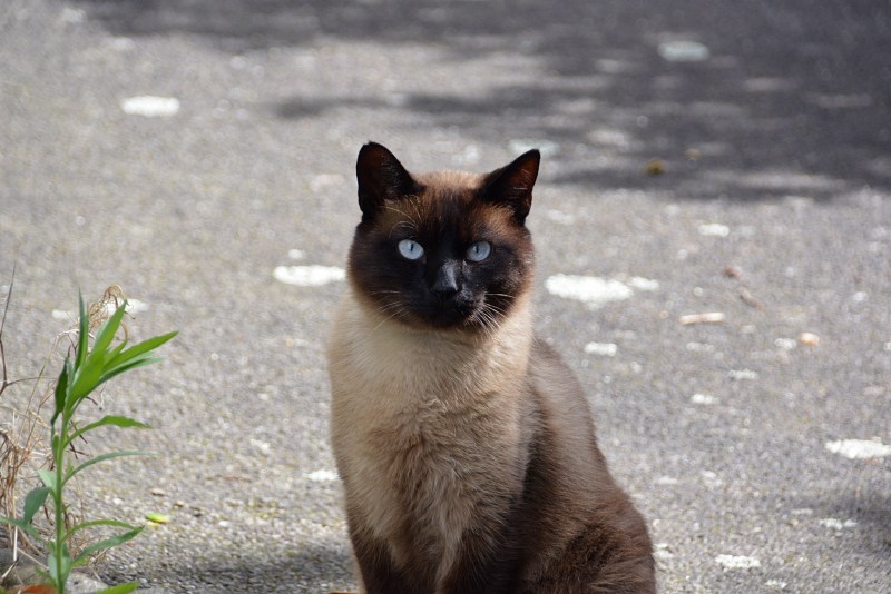 Сиамский и тайский кот