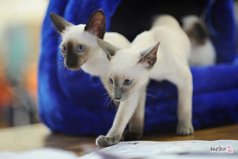 Сиамская кошка